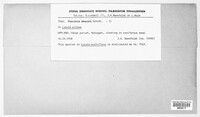 Puccinia obscura image